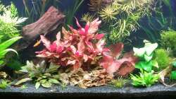 Gesamtansicht von 23 verschiedenen Pflanzen