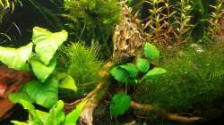 A. barteri, P. erectus & Co.