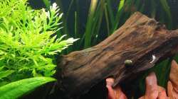 C.diadema, C.cantonensis und T.pumila