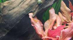 C.cantonensis und C.diadema