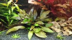 Cryptocoryne