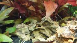 C.pygmaeus auf Drachenstein