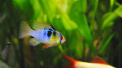 Besatz im Aquarium Amazonas