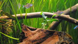 Aquarium Amazonas