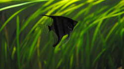 Besatz im Aquarium Amazonas