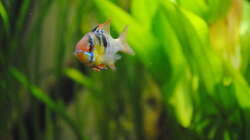 Besatz im Aquarium Amazonas