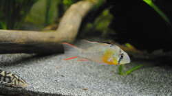 Besatz im Aquarium Amazonas