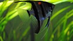 Besatz im Aquarium Amazonas