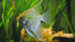 Besatz im Aquarium Amazonas