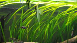 Besatz im Aquarium Amazonas