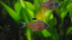 Besatz im Aquarium Amazonas