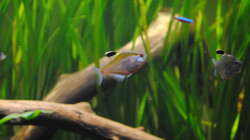 Besatz im Aquarium Amazonas