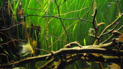 Aquarium Amazonas
