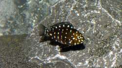 Tropheus Duboisi Maswa