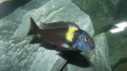 Tropheus Duboisi Maswa