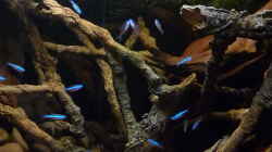 Besatz im Aquarium 190er Roots & stones