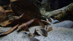 Besatz im Aquarium 190er Roots & stones