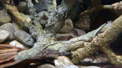 Dekoration im Aquarium 190er Roots & stones