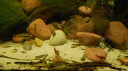 Besatz im Aquarium Bachaquarium