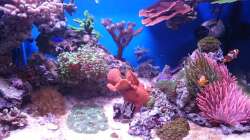 Aquarium 140 Liter Meerwasseraquarium