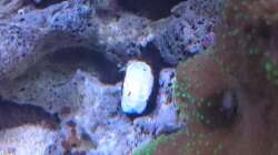 Aquarium 140 Liter Meerwasseraquarium