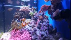 Aquarium 140 Liter Meerwasseraquarium