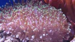 Aquarium 140 Liter Meerwasseraquarium