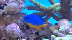 Chrysiptera hemicyanea