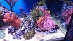 Aquarium 140 Liter Meerwasseraquarium