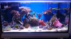 Aquarium 140 Liter Meerwasseraquarium