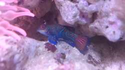 Synchiropus splendidus