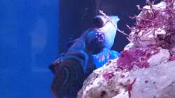 Synchiropus splendidus