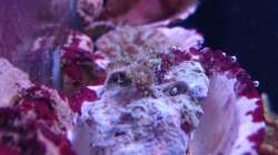 Caryophyllia smithii