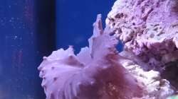 Besatz im Aquarium 140 Liter Meerwasseraquarium