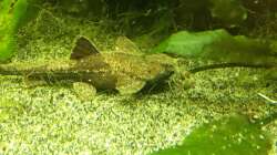 Bunocephalus coracoideus 