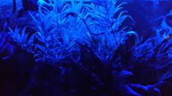 Aquarium bei ´Nacht´