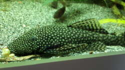 Ancistrus ssp. & Corydoras aeneus 