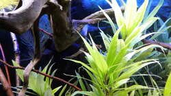 Hygrophila und Ceratophyllum 