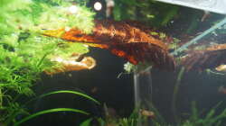 Laub für die Garnelen