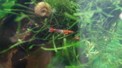 Besatz im Aquarium Nano Cube 30l