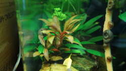 Pflanzen im Aquarium Nano Cube 30l