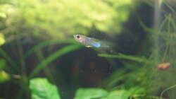 Endler Guppy Männchen