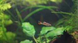 Endler Guppy Männchen