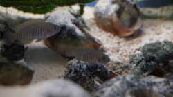 Besatz im Aquarium Neolamprologus Multifasciatus