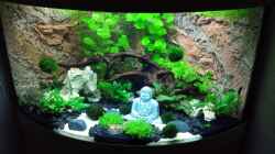 Aquarium Trigon 190 "Buddha"
