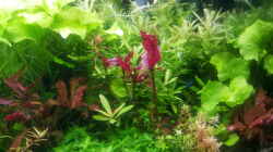 Pflanzen im Aquarium mein kleines Amazonas Scape
