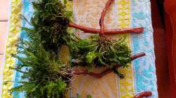 Aquarium mein kleines Amazonas Scape