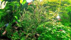 Aquarium mein kleines Amazonas Scape
