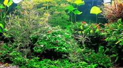 Aquarium mein kleines Amazonas Scape