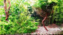 Aquarium mein kleines Amazonas Scape